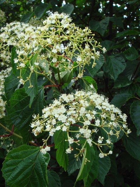 Viburnum betulifolium fleur detail